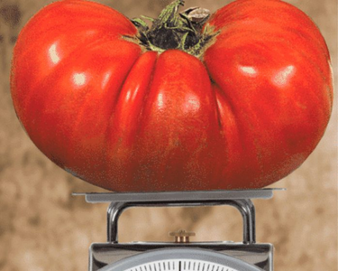 Big Zac™ Hybrid Tomato Seeds